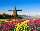 Tulpenfeld vor einer Windmühle in den Niederlanden