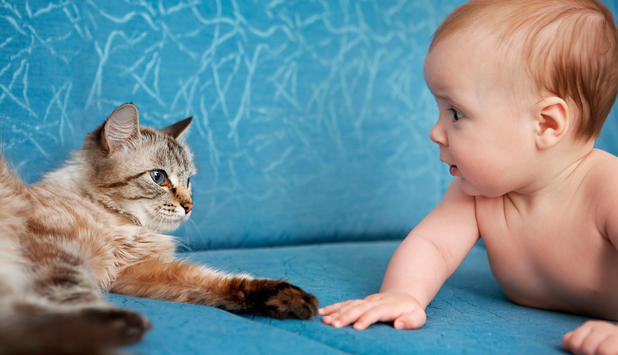 Baby Und Katze Was Muss Ich Beachten Newsat