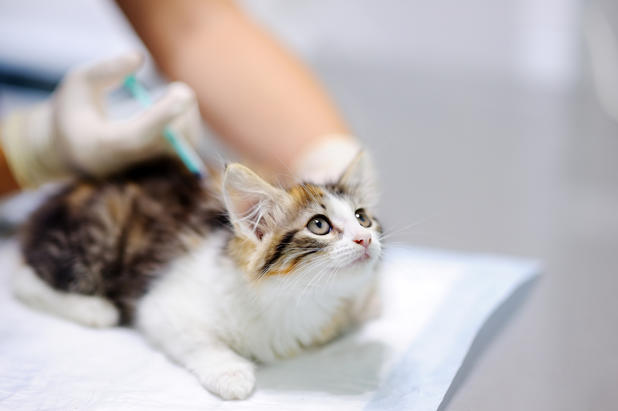 Impfung Bei Katzen Dagegen Sollten Sie Ihre Katze Impfen Lassen