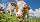 Tödliche Kuh-Attacke - Tiroler Landwirt
geht in Berufung