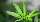 Weltdrogenbericht 2019 - Cannabis ist die am
weitesten verbreitete Droge
