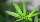 Weltdrogenbericht 2019 - Cannabis ist die
häufigste Droge