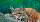 Luchs