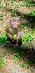 Ausflugsziele in Kärnten: Ein Affe des Affenberg Landskron