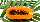 Papaya: Die köstlich süße Baummelone