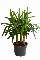 Yucca-Palmle: Pflegeleichte Zimmerpflanze