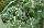 Die Blätter der Ragweed-Pflanze (Ambrosia artemisiifolia)