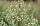 Gewöhnlicher Beifuß (Artemisia vulgaris)