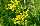Goldrute (Solidago) wird gerne mit Ragweed verwechselt
