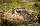 Murmeltier im Nationalpark Hohe Tauern