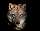 Porträt eines Wolfes