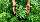 Cannabis Pflanzen, aus denen auch Marihuana hergestellt wird, sind am 31.08.2010 in einer Plantage in Safed (Israel) zu sehen. 