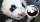 VIDEO: Name für Pandababy gesucht