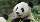 Die Pandabären Yang Yang und Long Hui bleiben dem Tiergarten Schönbrunn erhalten.