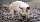 Schwein „Enrico Pfote“ aus der Pfotenhilfe Lochen (OÖ) feiert einjähriges Facebook-Bestehen